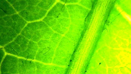 Dandelion leaf under backlit magnification
