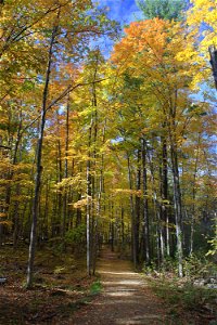 Autumn Colours, Forest Trail photo