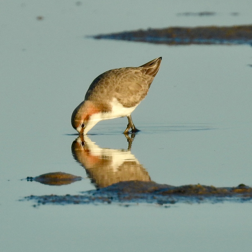 Red capped plover