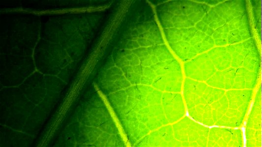 Dandelion leaf under backlit magnification