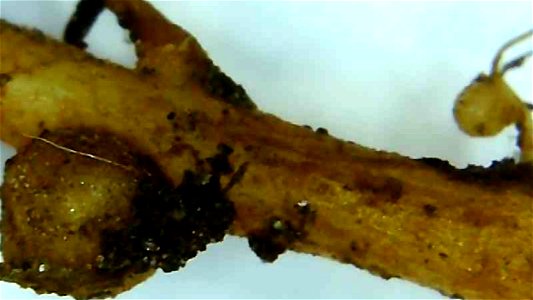 Nitrogen nodule on Lupine root
