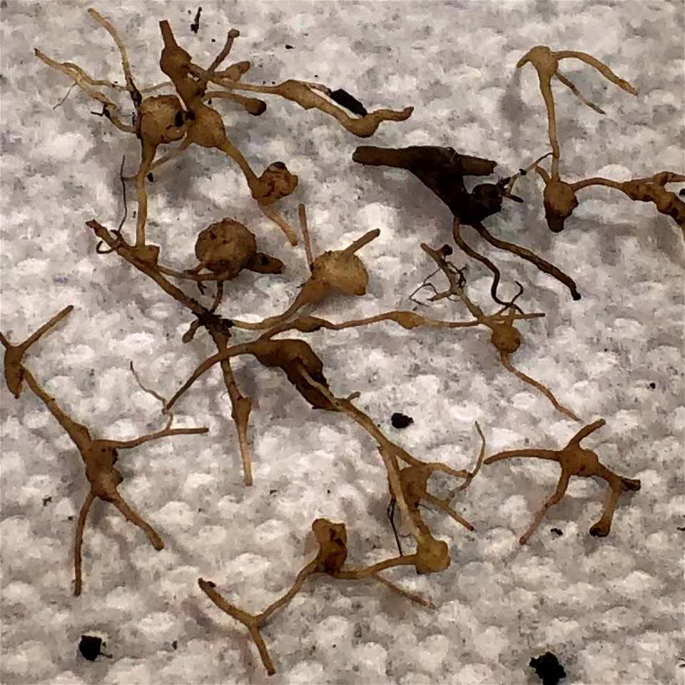 Nodules on dandelion root system