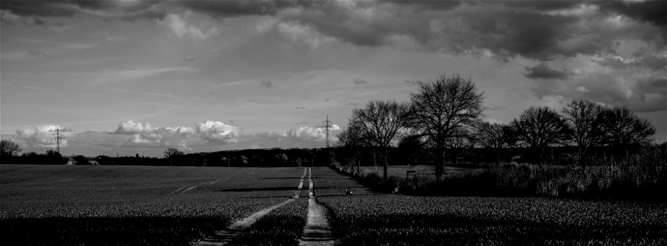 Deer in the field photo