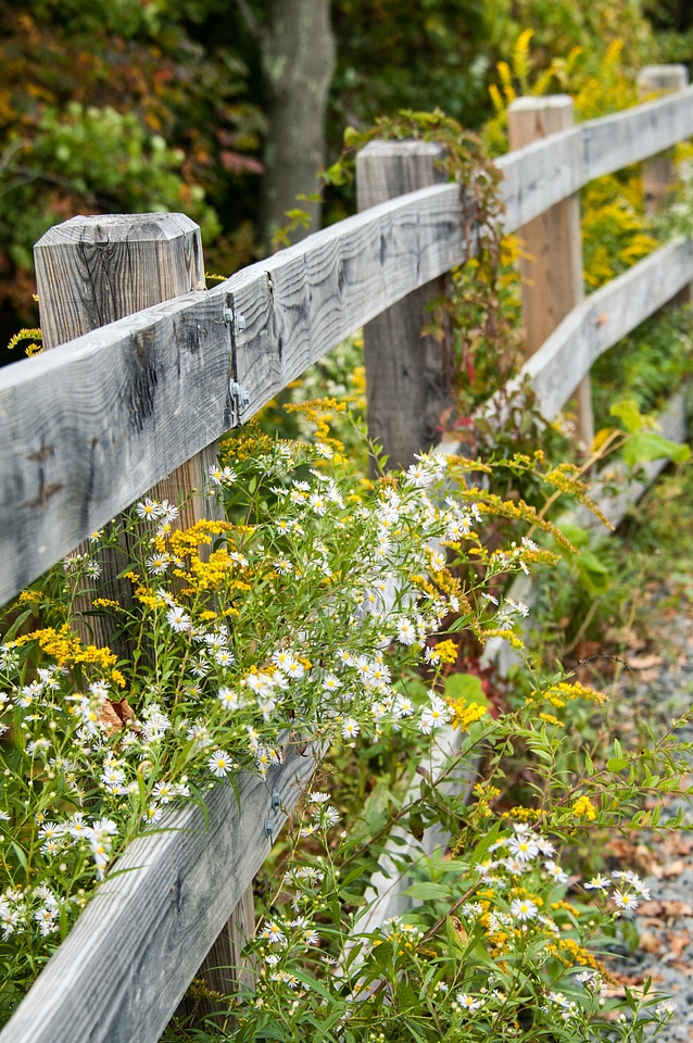 Green rural flora