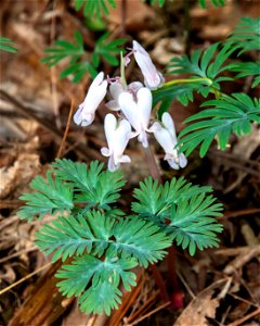 Squirrel Corn (Dicentra canadensis) photo