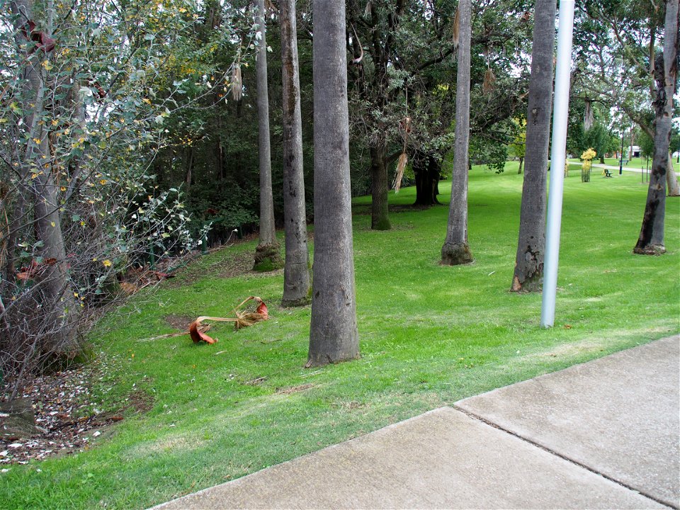 Lawson Park VI I