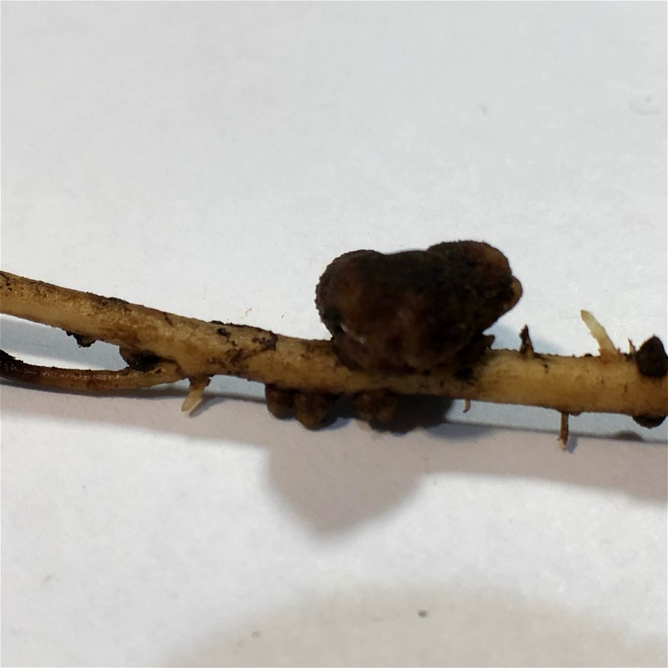 Nitrogen nodule on Lupine root