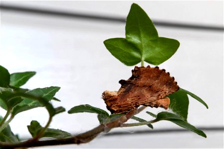 Small lappet moth on ivy 1 photo