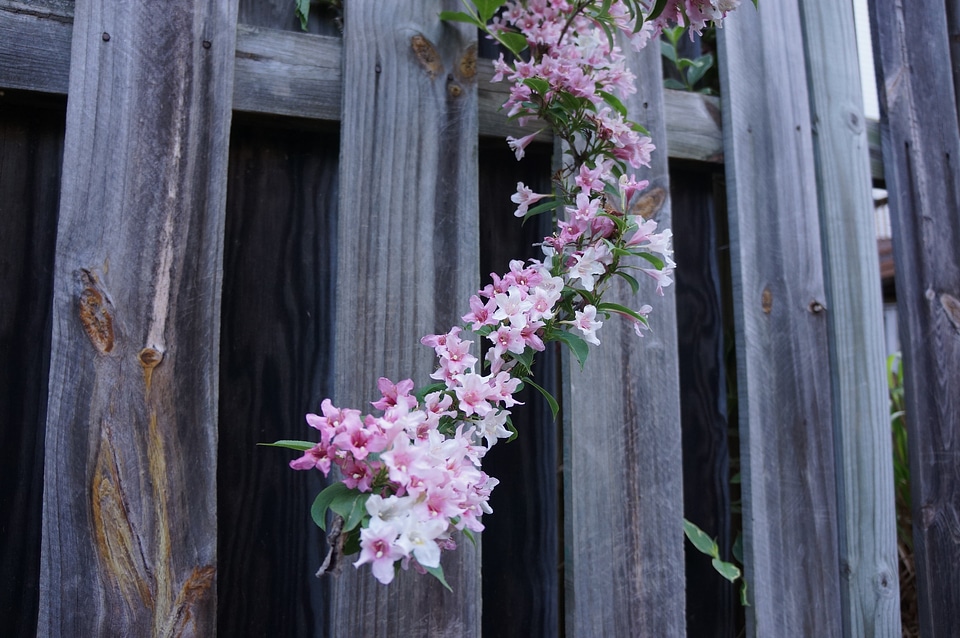 wooden fence background with white and pink flower