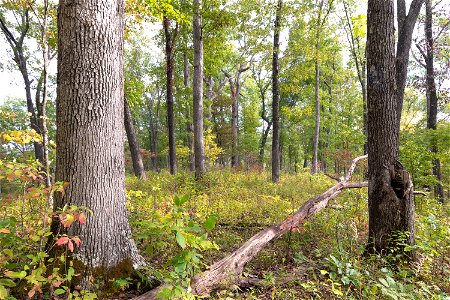 Oak Barren photo