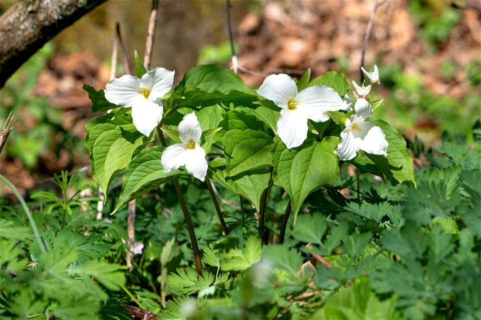 Great White Trillium (Trillium grandiflorum)