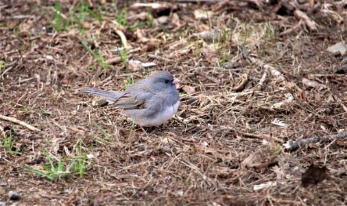 Black-Eyed Junco (Female) photo