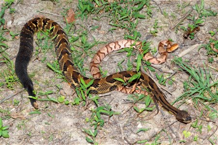 Timber Rattlesnake and Copperhead photo
