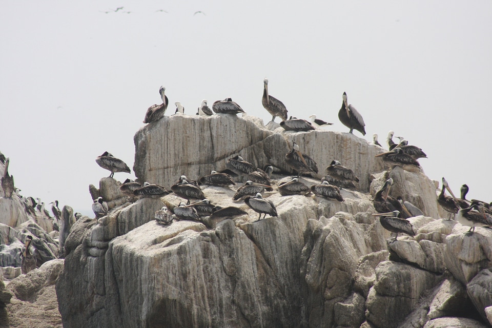 Paracas and the Ballestas Islands seabirds coast of peru pacific