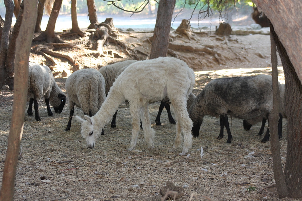 South American White Llama