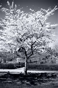 Tree blossom Lux photo