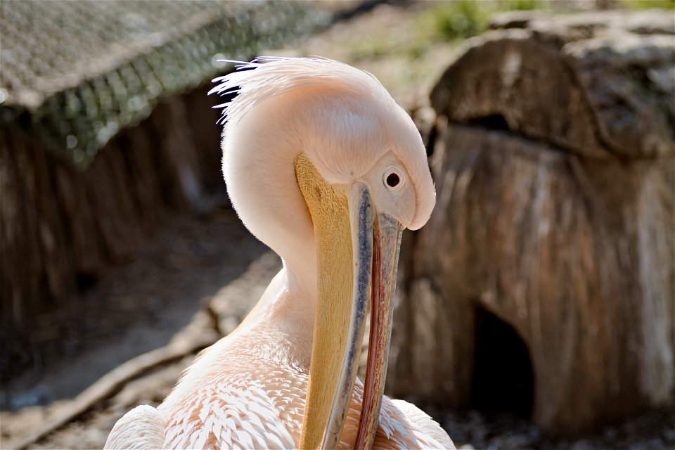 Pelican, Chisinau Zoo