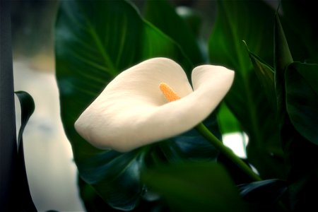 Blossoming flower