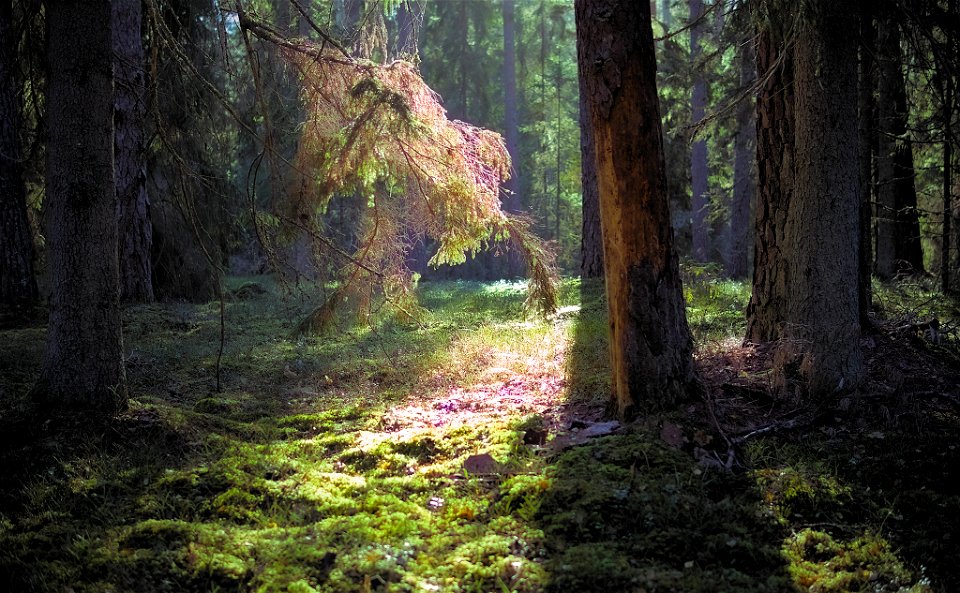 Lightplay in the forest