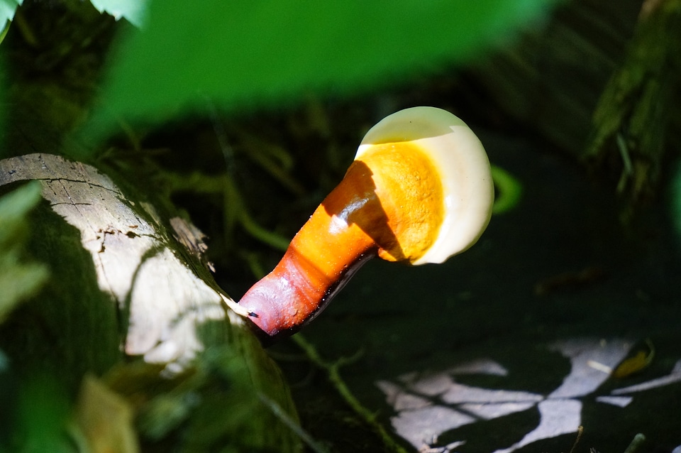 Yellow capped mushroom in forest