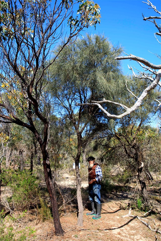 2022 site 1, NW cnr, tree 4
