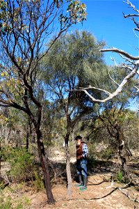 2022 site 1, NW cnr, tree 4