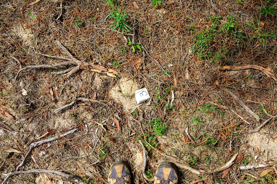 Ground photo 3
