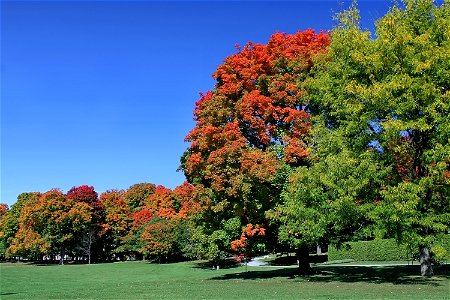 Early Autumn Colours photo