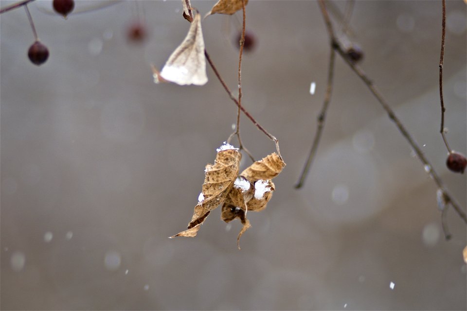 Dried Leaves & Slow