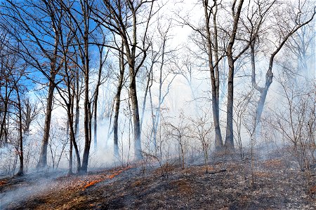 Prescribed Burn in Oak-Dominated Forest photo
