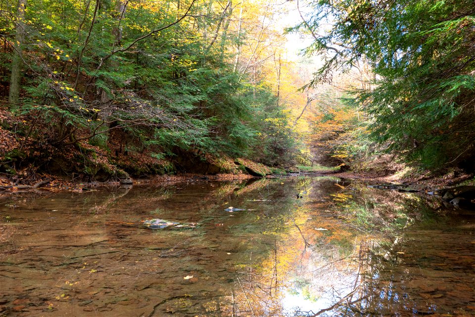 Hemlocks along Dismal Creek