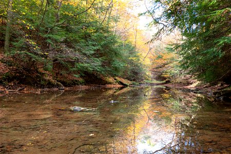 Hemlocks along Dismal Creek photo