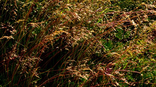 Wavy hairgrass in Övre Tuntorp 1 photo