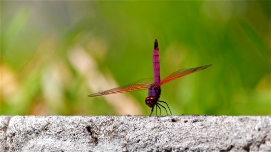 Libellule BdC _1470989_DxOr