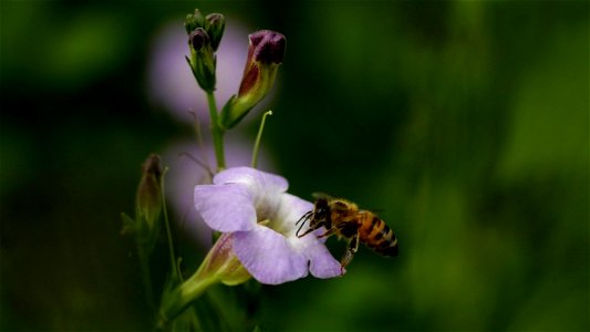 Abeille (La Réunion)