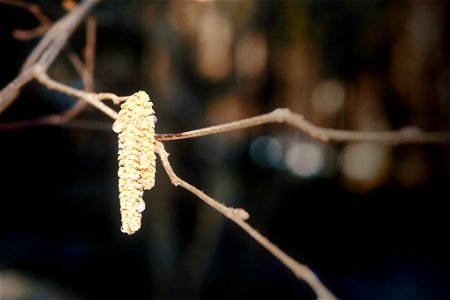 First signs of spring. photo