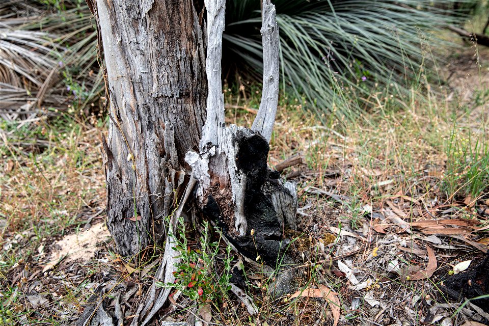 Tree 5 SE cnr - historical burn