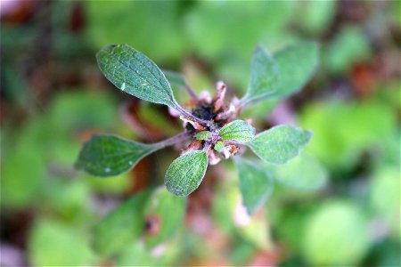 Six leaves