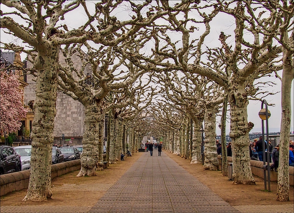 straight pathway surrounded by bare tree