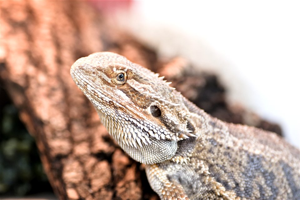 A central bearded dragon, from Chisinau Zoo