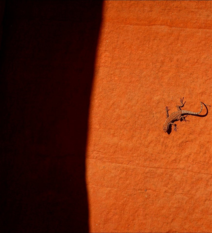 Shadow & Stone with Lizard