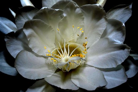 Grandiflora
