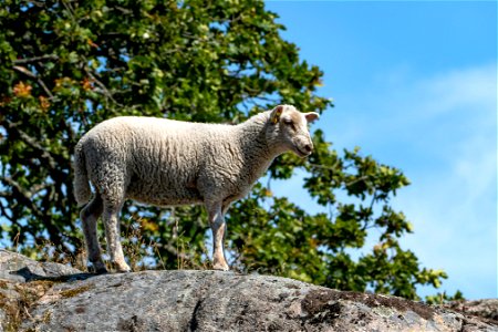 Lamb at Röe castle 2 photo