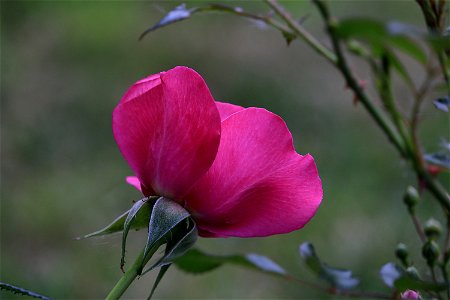 Summer Garden Flower, Red photo