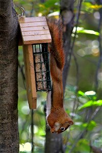 Morning Walk Through Local Forest, Red Squirrel photo