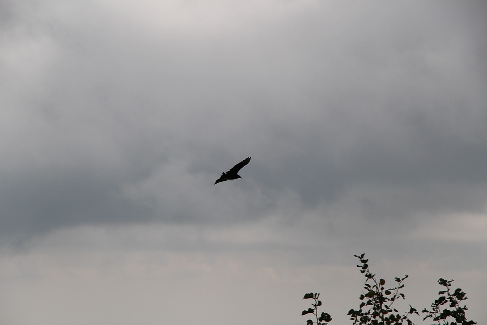 bird in the sky with Shenandoah