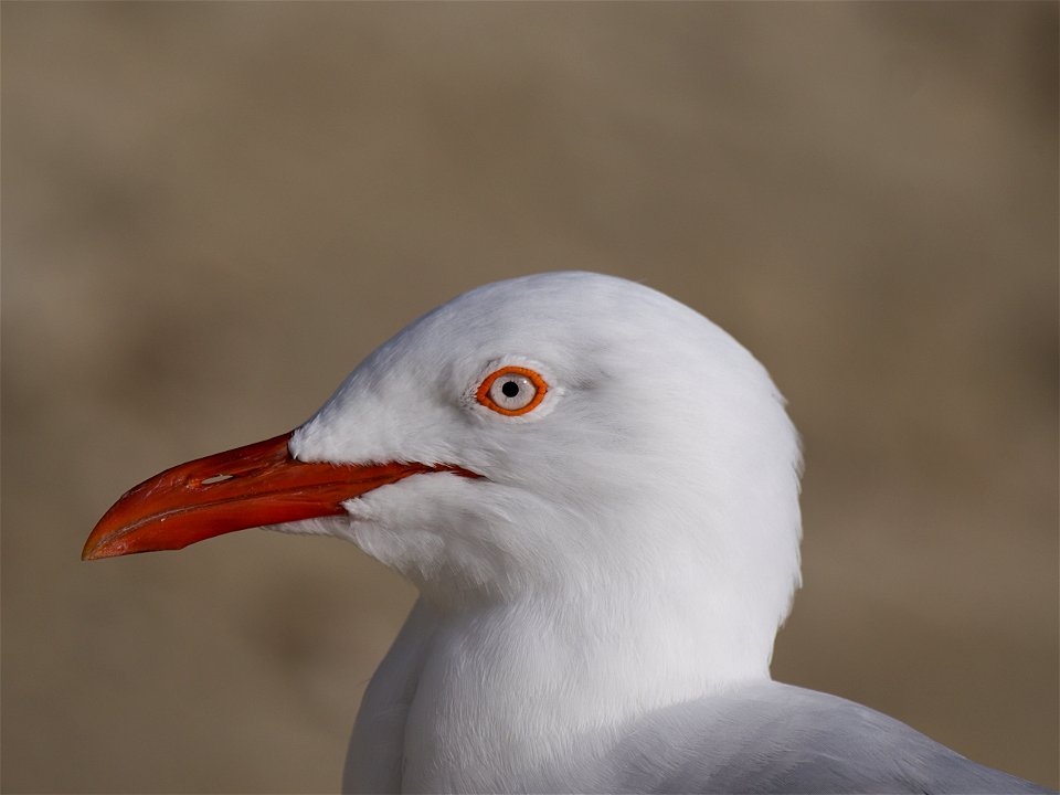 Nouméa - Mouette argentée