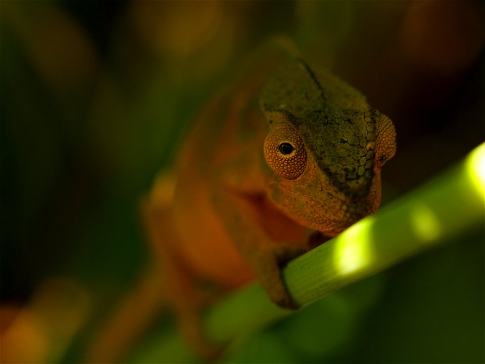 Endormi (La Réunion)