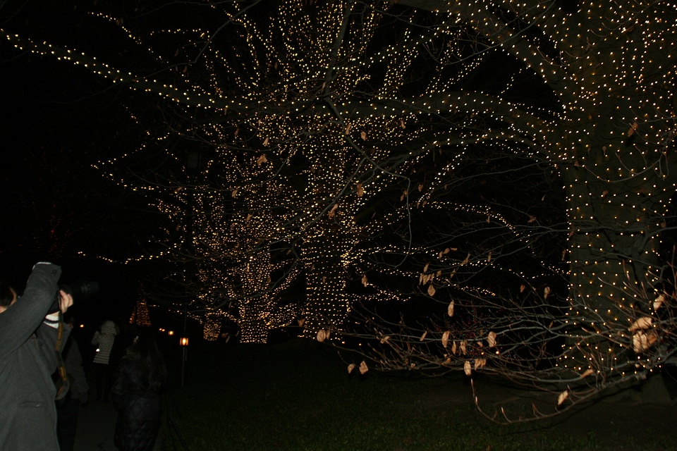 path with christmas lights Longwood Gardens