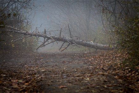 Fallen Tree & Fog photo